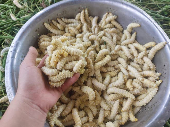 3 món ăn 'ngọ nguậy' của Việt Nam khiến du khách nước ngoài khóc thét, lại là đặc sản mà người Việt mê tít 3