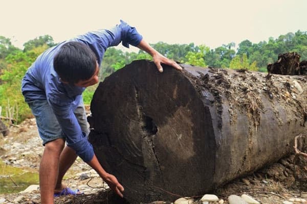 đào được gỗ quý hiếm 0