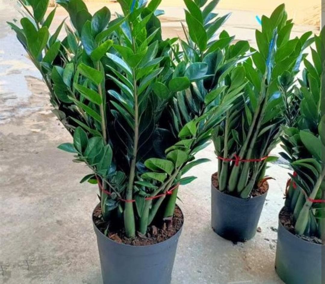 cây kim tiền, cây cảnh, kinh nghiệm chăm sóc cây cảnh