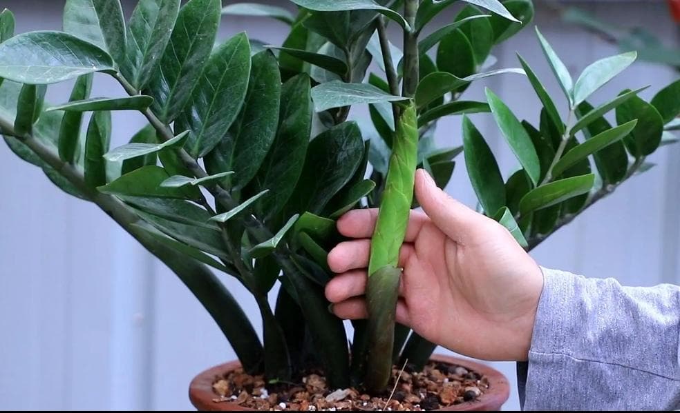 cây kim tiền, cây cảnh, kinh nghiệm chăm sóc cây cảnh