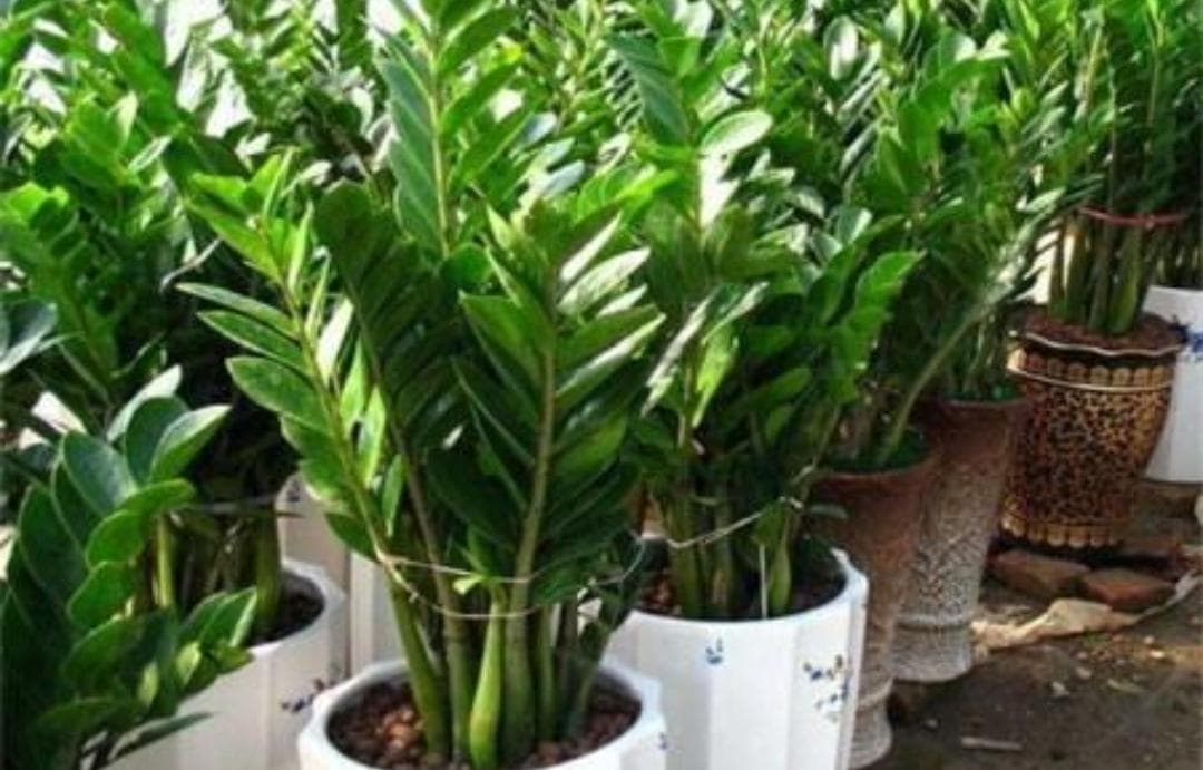 cây kim tiền, cây cảnh, kinh nghiệm chăm sóc cây cảnh