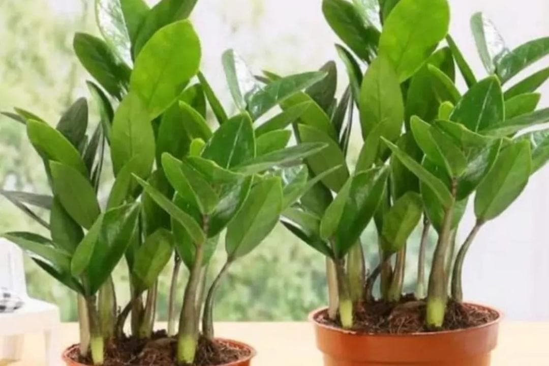 cây kim tiền, cây cảnh, kinh nghiệm chăm sóc cây cảnh