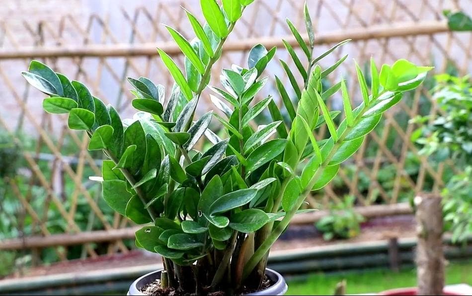 cây kim tiền, cây cảnh, kinh nghiệm chăm sóc cây cảnh