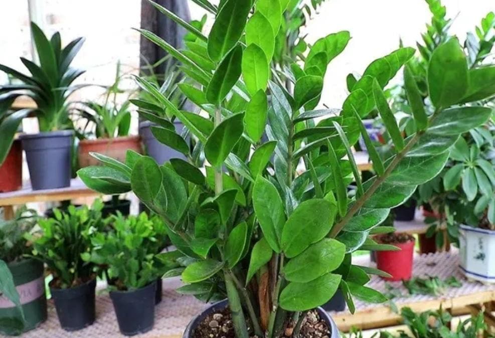 cây kim tiền, cây cảnh, kinh nghiệm chăm sóc cây cảnh