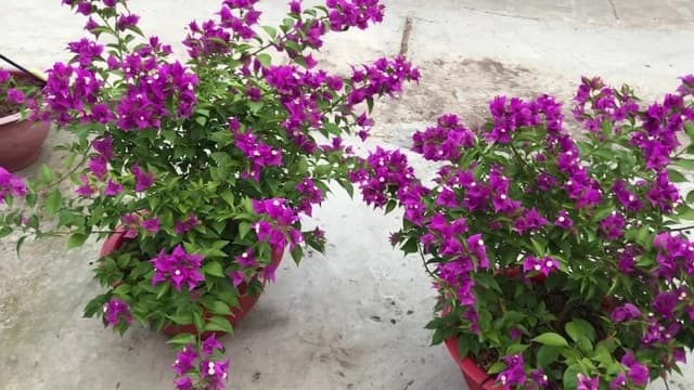 hoa giấy 14