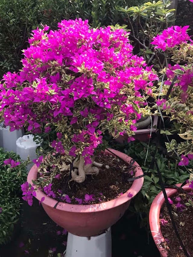 hoa giấy 13