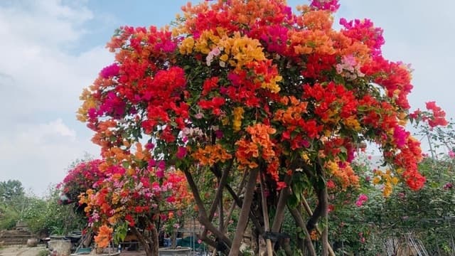 hoa giấy 5