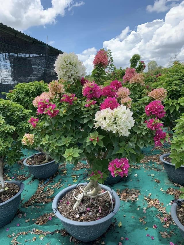 hoa giấy 11
