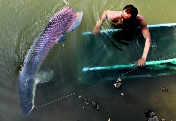 03-ca-Arapaima-1.jpg 6