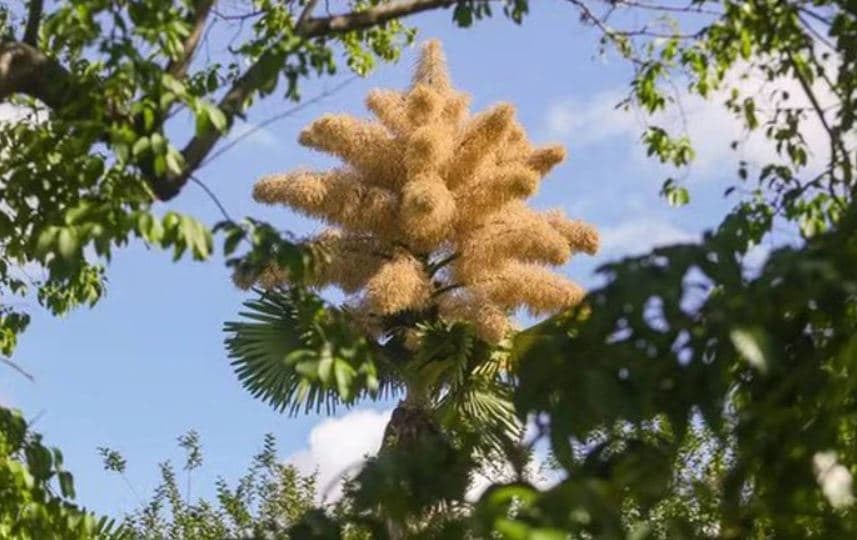 cây cọ ra hoa 2