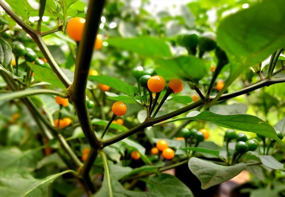Loại gia vị đắt bậc nhất hành tinh, giá gần 1 tỷ đồng/kg được nông dân Việt Nam trồng thành công- Ảnh 1.