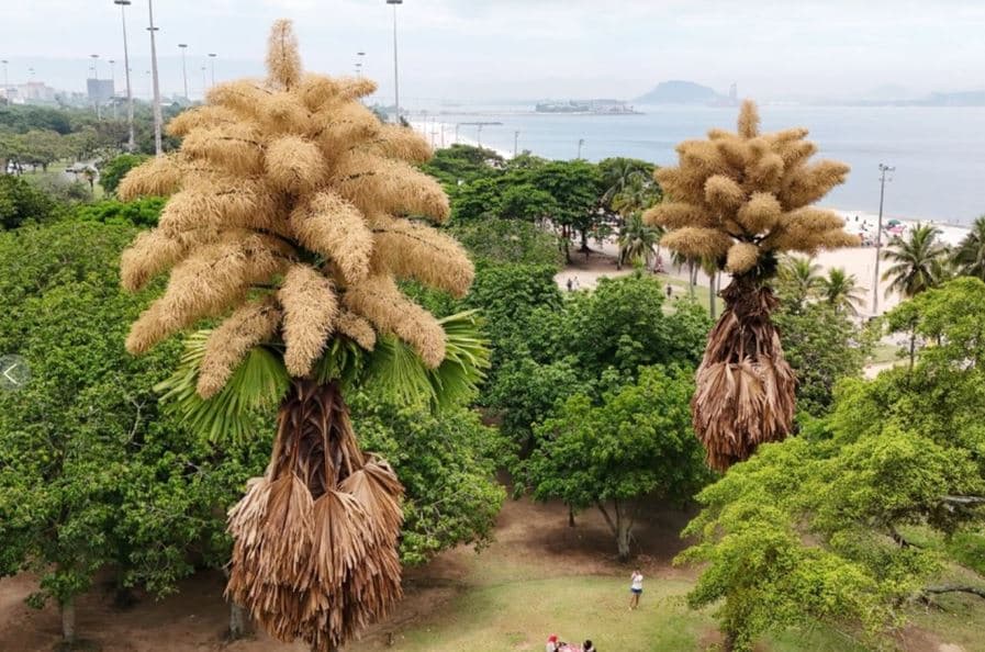 cây cọ ra hoa 0