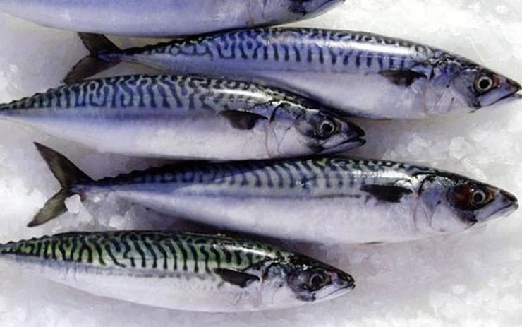 cá  chứa omega 3 cao hơn cá hồi 1
