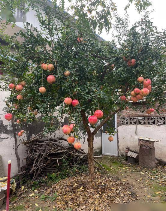Gallery - Đừng mang cây râm mát vào nhà, và đừng mang cây nắng vào mộ. Những loại cây nào được coi là cây râm mát? Nhà bạn có trồng loại cây nào như vậy không?