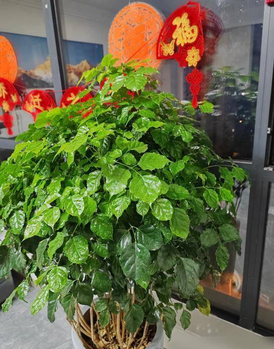 Gallery - Đừng mang cây râm mát vào nhà, và đừng mang cây nắng vào mộ. Những loại cây nào được coi là cây râm mát? Nhà bạn có trồng loại cây nào như vậy không? - image 1
