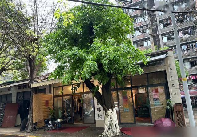 Gallery - Đừng mang cây râm mát vào nhà, và đừng mang cây nắng vào mộ. Những loại cây nào được coi là cây râm mát? Nhà bạn có trồng loại cây nào như vậy không? - image 2