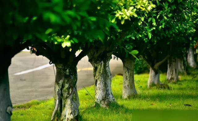 Gallery - Đừng mang cây râm mát vào nhà, và đừng mang cây nắng vào mộ. Những loại cây nào được coi là cây râm mát? Nhà bạn có trồng loại cây nào như vậy không? - image 5