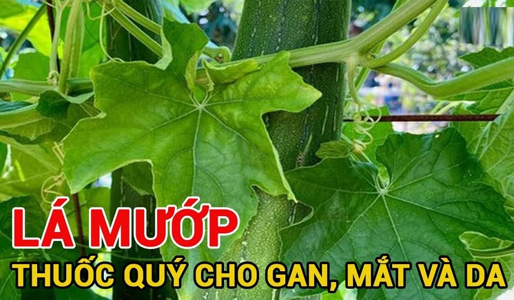 công dụng của lá mướp 1