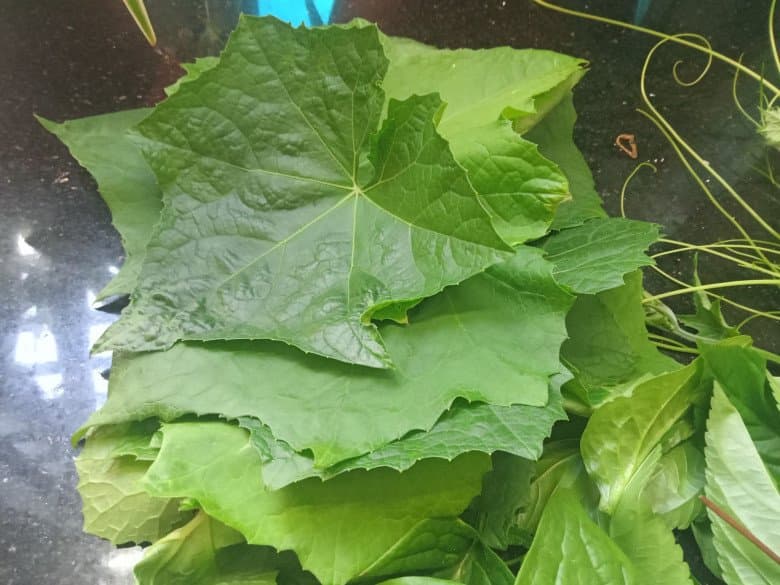 công dụng của lá mướp 0