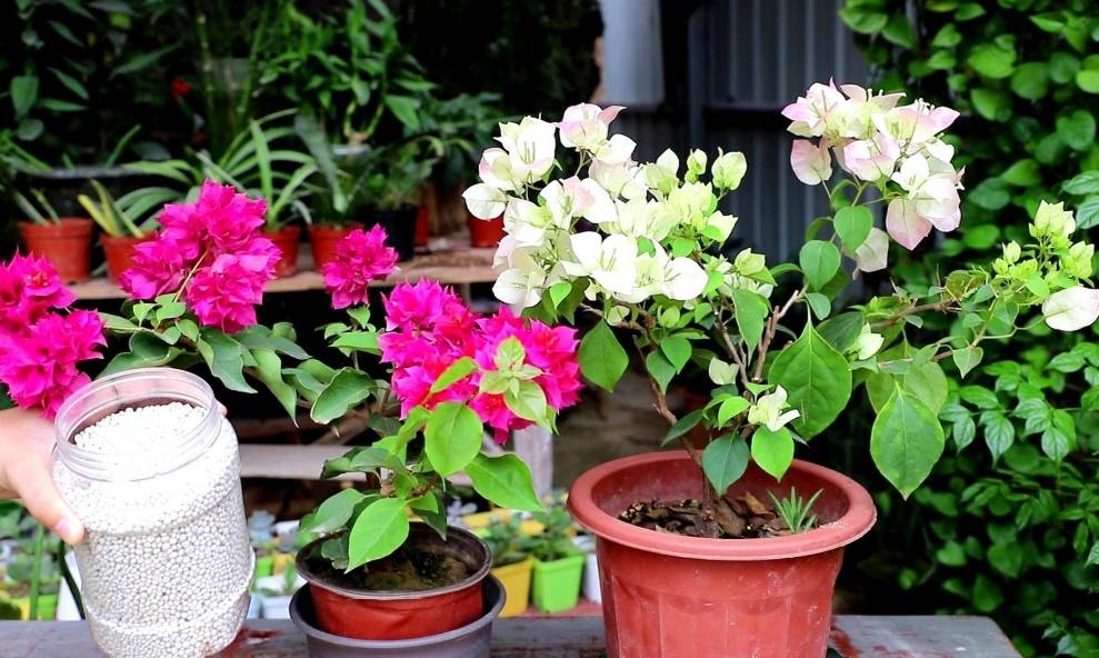 Hình ảnh bài viết - 5