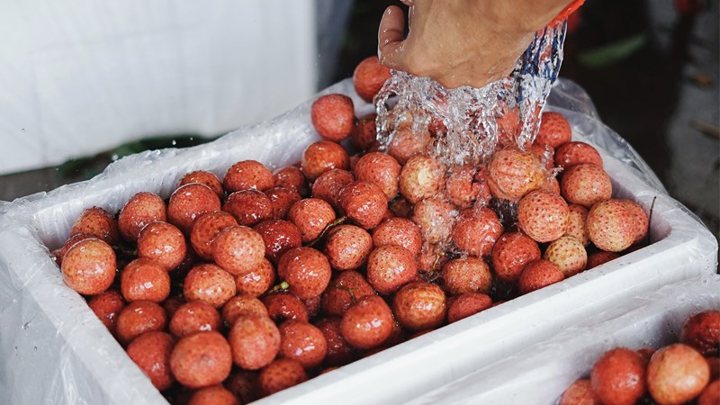 13 cách bảo quản vải tươi lâu, ngon ngọt và mọng nước như mới thu hoạch