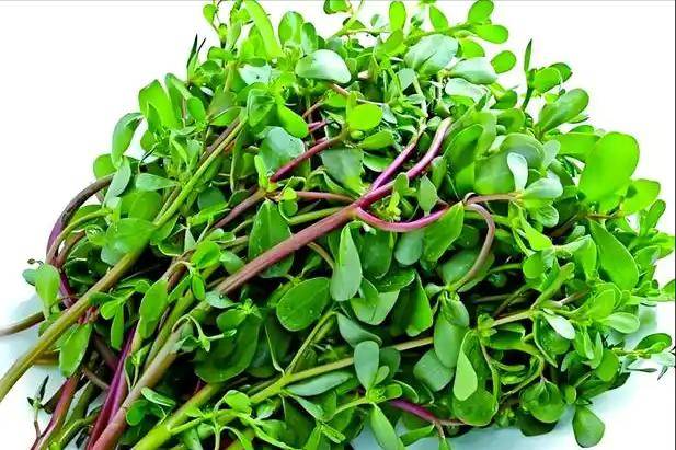 Gallery - Có đúng là rau sam có thể thanh lọc 80% độc tố khỏi gan trong vòng 40 giờ không? - image 5