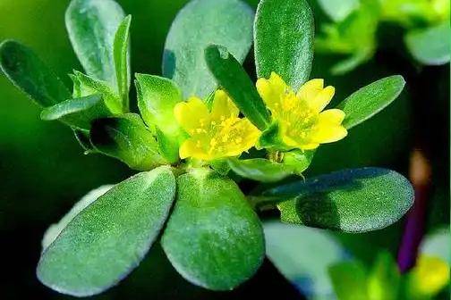 Gallery - Có đúng là rau sam có thể thanh lọc 80% độc tố khỏi gan trong vòng 40 giờ không? - image 6