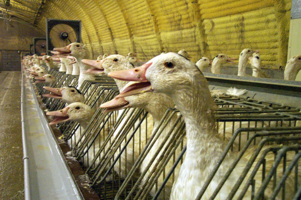 foie-gras