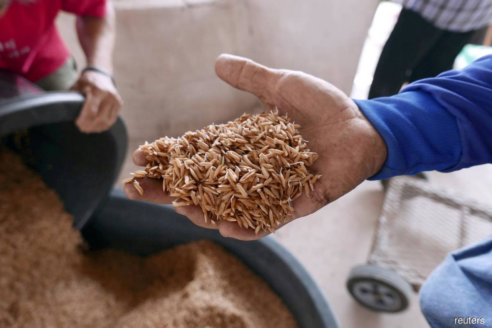 Thailand-rice-grains-farmer-hands-filepix-March12-2019-Patpicha-Tanakasempipat_20200723223750_reuters