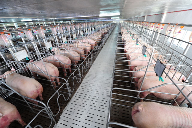 Cách nuôi heo lợn thịt nhanh lớn  6 tháng đạt 120kg 