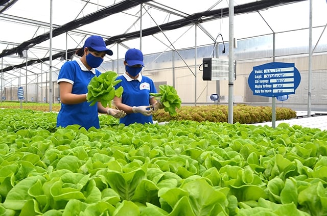 Quảng Ninh tận dụng tiềm năng và lợi thế phát triển sản xuất nông nghiệp  hữu cơ