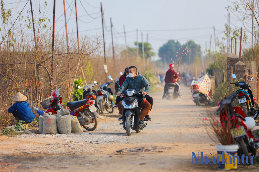 Dao Nhat Tan 10