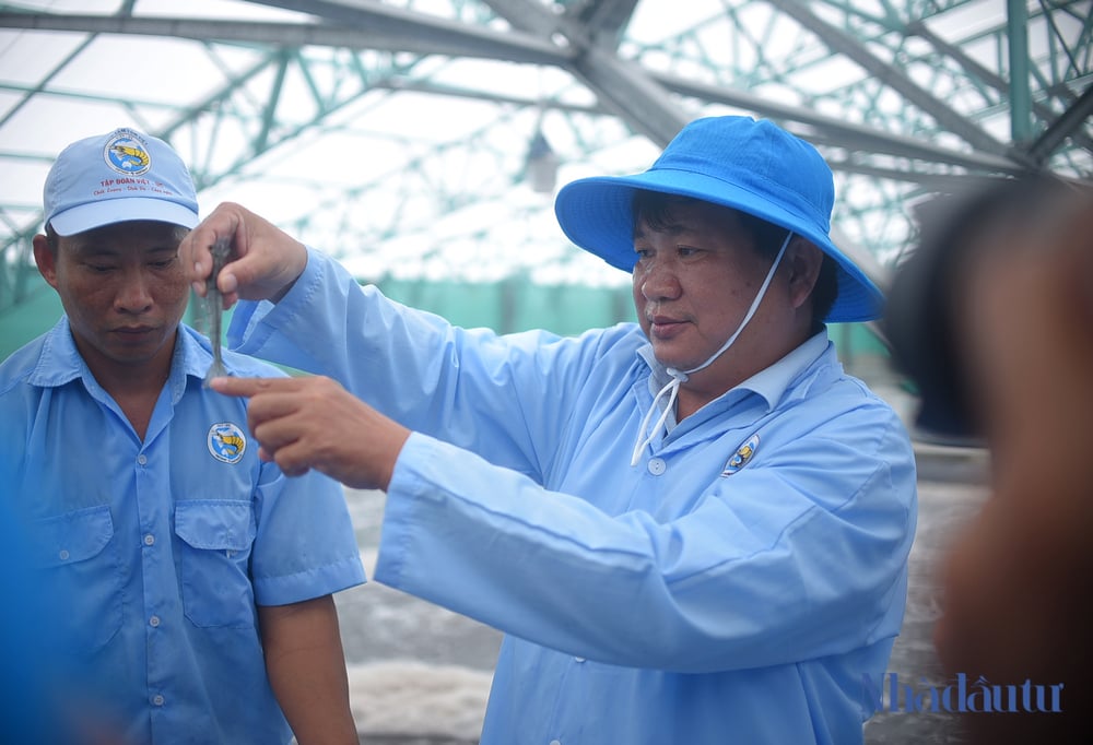 nuoi-tom-cong-nghe-cao-o-binh-dinh (3)