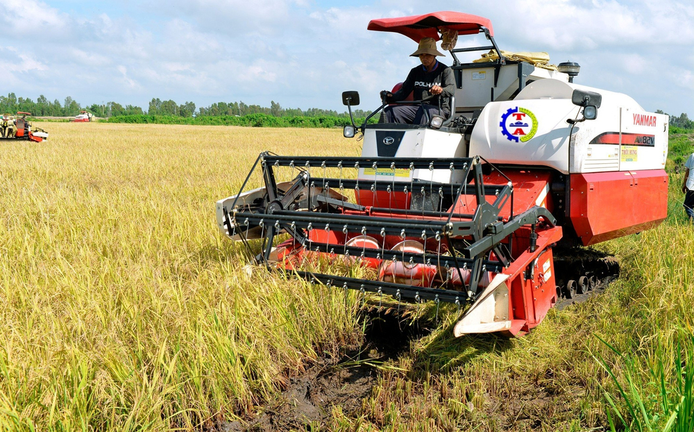 Nhân viên công ty Trung An thu hoạch lúa tại cánh đồng của công ty tại Kiên Giang. Ảnh: Trung An.