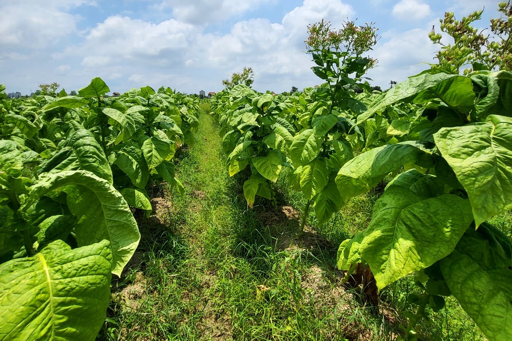 Cánh đồng trồng cigar trên vùng đất thuốc lào xã Việt Tiến (huyện Vĩnh Bảo)
