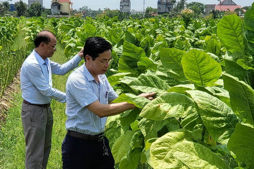 Lãnh đạo xã Việt Tiến tham quan nông trại cigar của ông Dũng