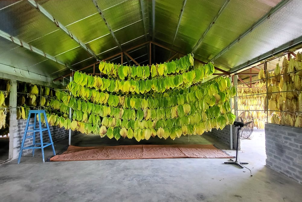 Những lá cây cigar mới thu hoạch được treo lên để phơi ủ trong nhà xưởng