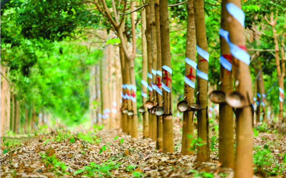 NDT - Ky vong DN cao su huong loi kep