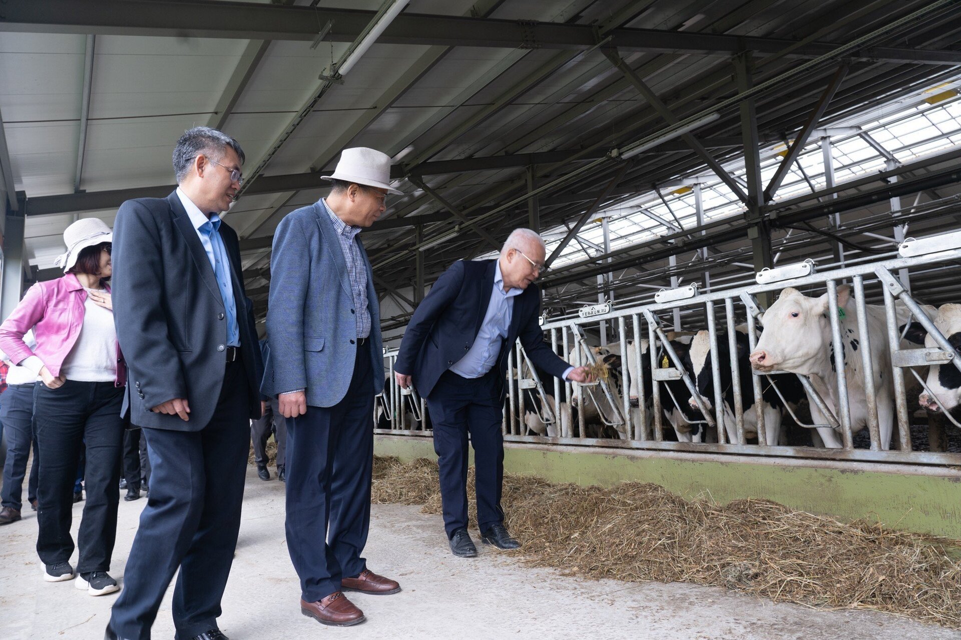 Đàn bò của TH ở Kaluga thích nghi tốt và cho năng suất sữa cao hàng đầu Liên bang Nga.