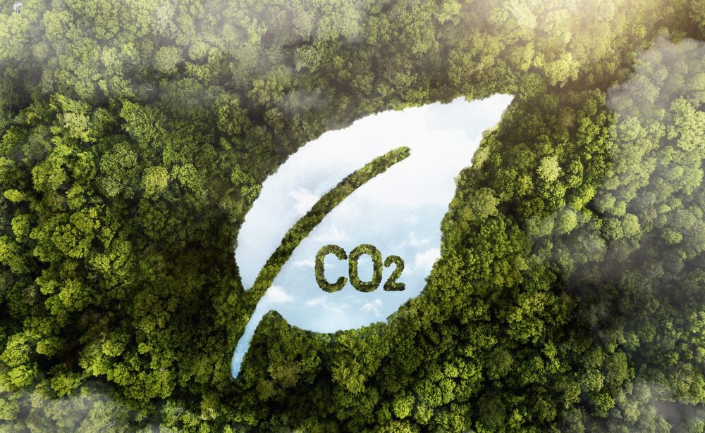 view-green-forest-trees-with-co2-1-scaled