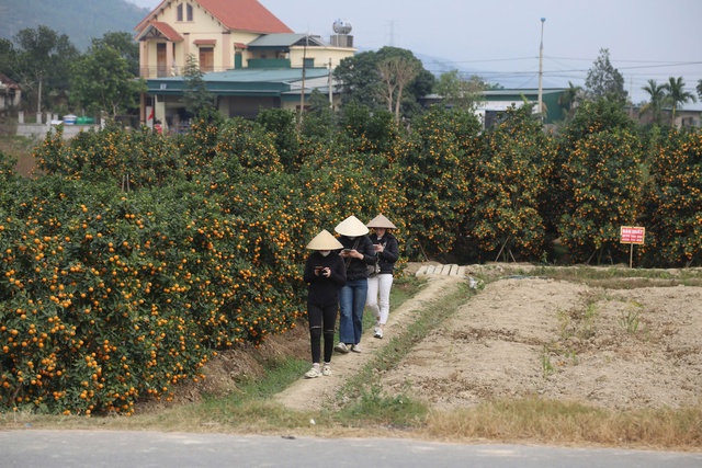 Đào, quất tăng giá ngày giáp tết- Ảnh 1.