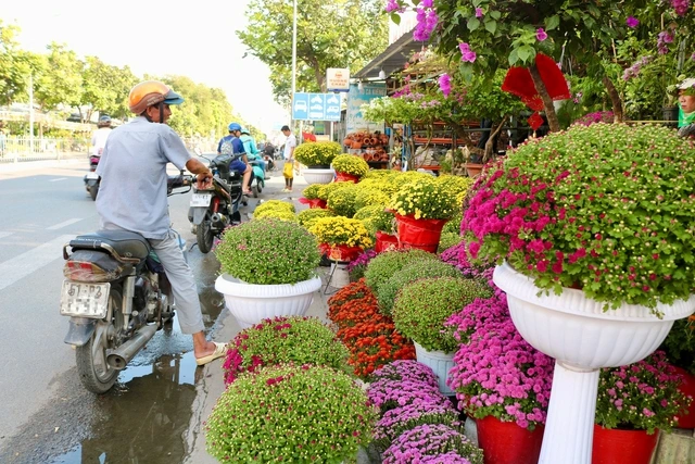 Cây cảnh tết ‘xuống phố’: Cúc mâm xôi Hàn Quốc vẫn... hot, giá có tăng?- Ảnh 2.