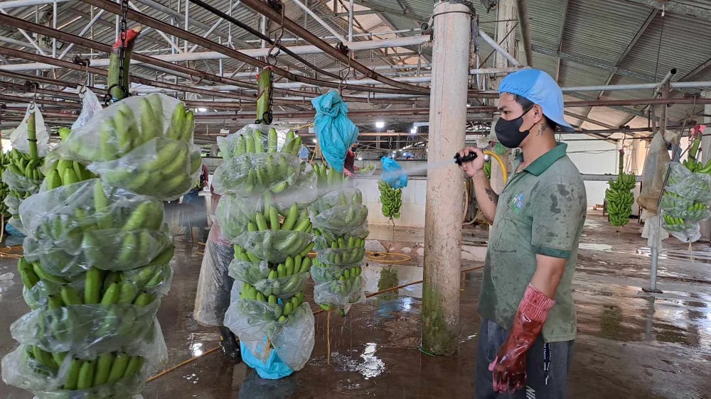 chuối việt nam