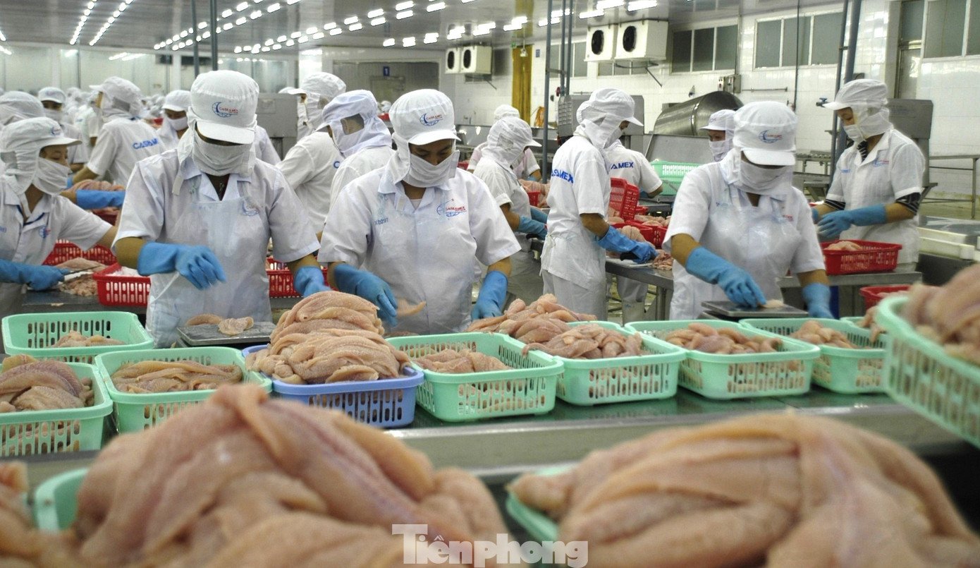 Chế biến cá tra xuất khẩu ở ĐBSCL. Ảnh: CK.