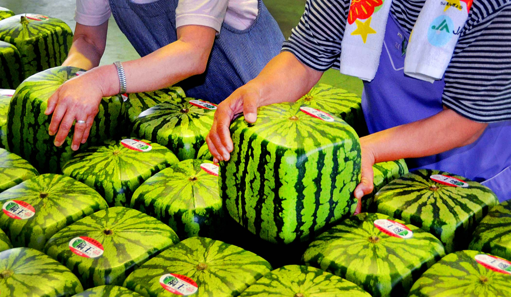 7-square-watermelons-most-expensive-food-products-in-japan-image-source-fashions-cloud-com-1502714908254