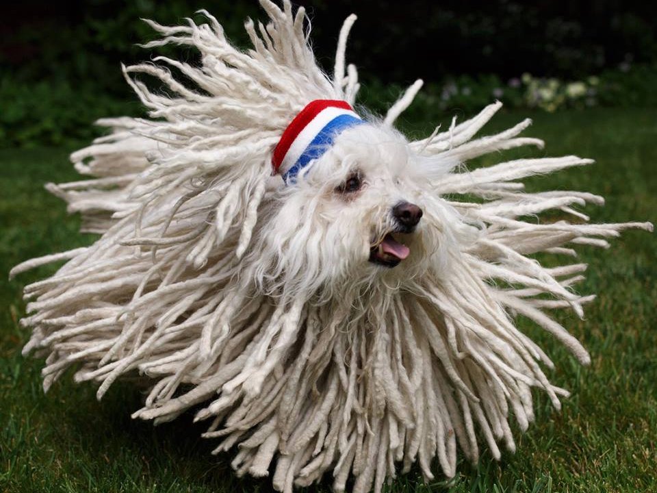 beast-is-a-hungarian-sheepdog-with-quite-an-impressive-coat