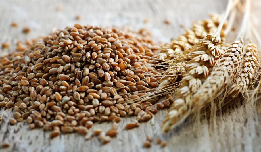Whole-grain-wheat-kernels-closeup
