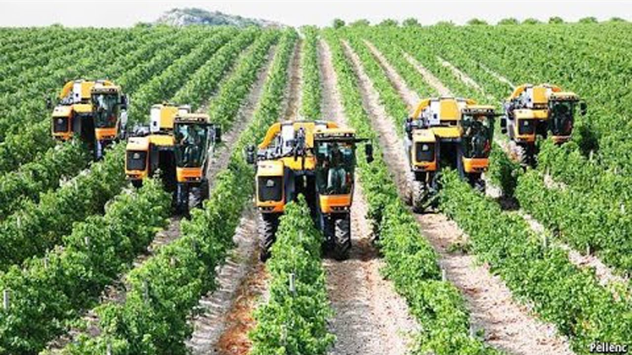 Tìm hiểu mô hình tổ chức sản xuất kinh doanh của nông trại trồng chuối  bananot hahof kibbutz beit