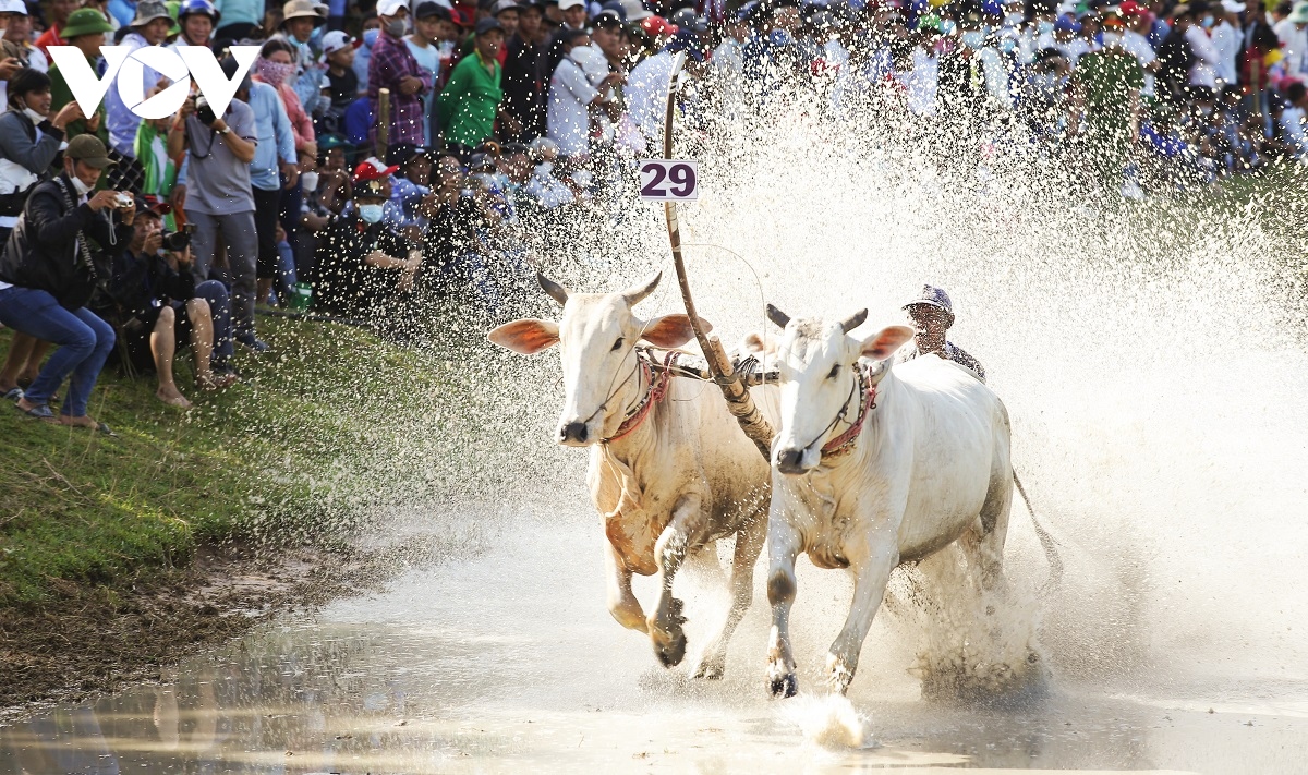 Là một món ăn tinh túy của vùng Tây Nam bộ, đua bò Bảy Núi An Giang không chỉ là một sự kiện thể thao, mà còn mang tính văn hóa sâu sắc. Cùng xem các anh chàng kỳ cựu điều khiển bò thật điêu luyện trong giải đua nổi tiếng này. Đây chắc chắn sẽ là một trải nghiệm đáng nhớ.