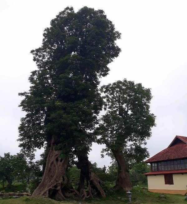 ket-qua-ra-soat-nong-trai-em-trai-bi-thu-thanh-hoa1